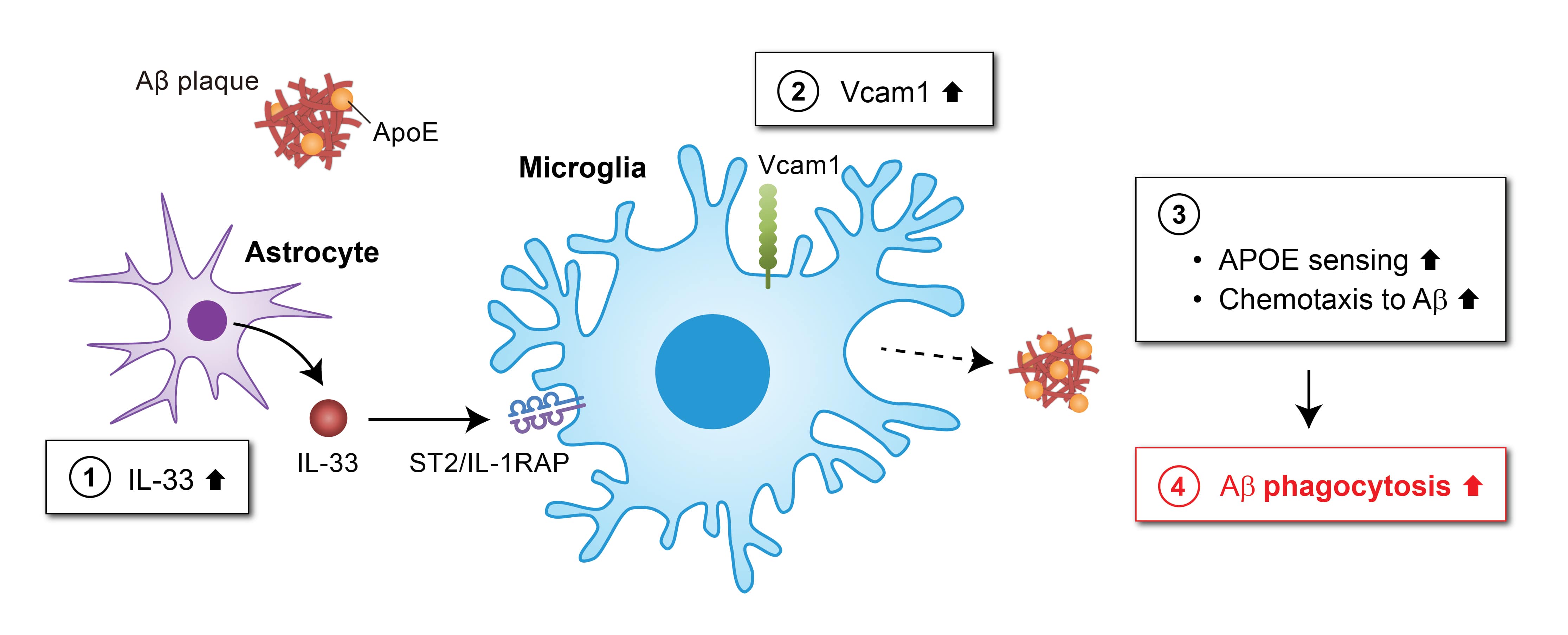 该图阐明了VCAM1-APOE信号通路可作为阿尔兹海默症的潜在治疗靶点。白介素33（IL-33）增加小胶质细胞中VCAM1的表达 (2)，诱导小胶质细胞向与APOE相结合的淀粉样蛋白（Aβ）沉积迁移 (3)，从而促进小胶质细胞对大脑中Aβ斑块的清除 (4)。