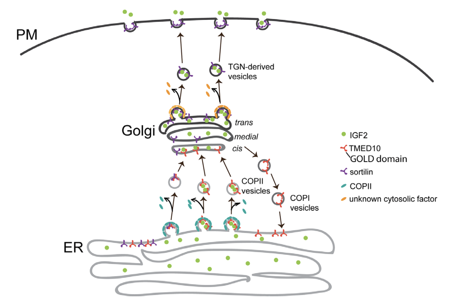 The molecular mechanism demonstrating how TMED10 mediates IGF2 trafficking along the secretory pathway
