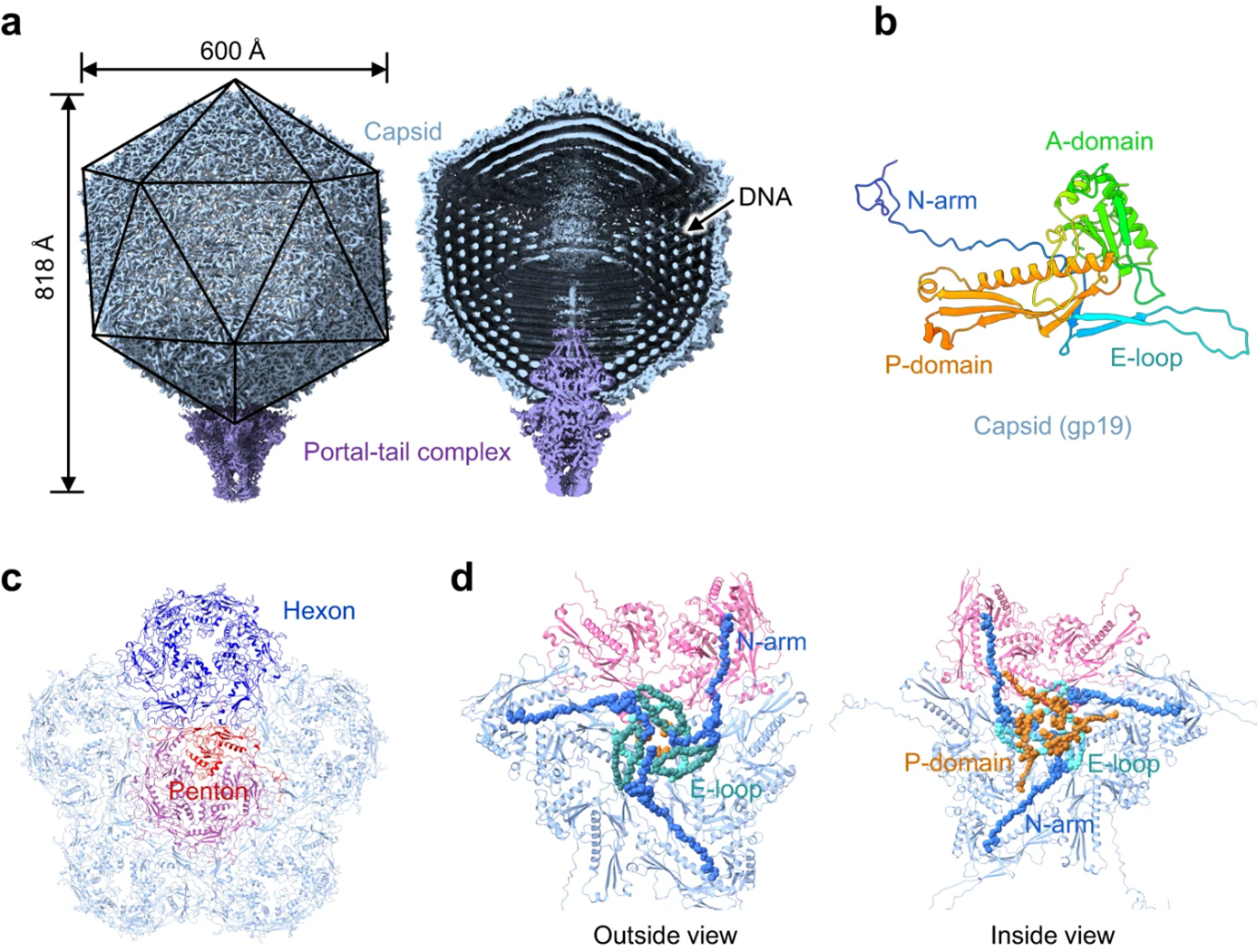 P-SCSP1u病毒顆粒的整體結構。