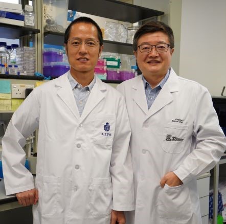 A joint research team from The Hong Kong University of Science and Technology (HKUST), and the LKS Faculty of Medicine, The University of Hong Kong (HKUMed) have demonstrated that ZCB11, a broadly neutralising antibody derived from a local mRNA-vaccinee against the spreading Omicron variants of SARS-CoV-2, displays potent antiviral activities against all variants of concern (VOCs), including the dominantly spreading Omicron BA.1, BA1.1 and BA.2. The research team members include (from left): Professor Dang 