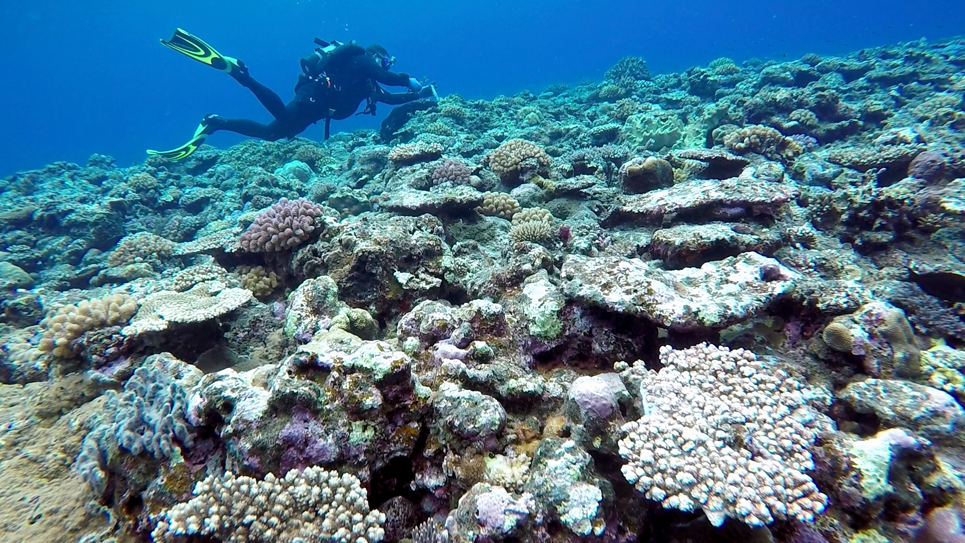 Prof. Alex Wyatt maintains shallow water temperature loggers in Funauki Bay, Iriomote Island, Japan to measure water temperatures at coral reef sites.