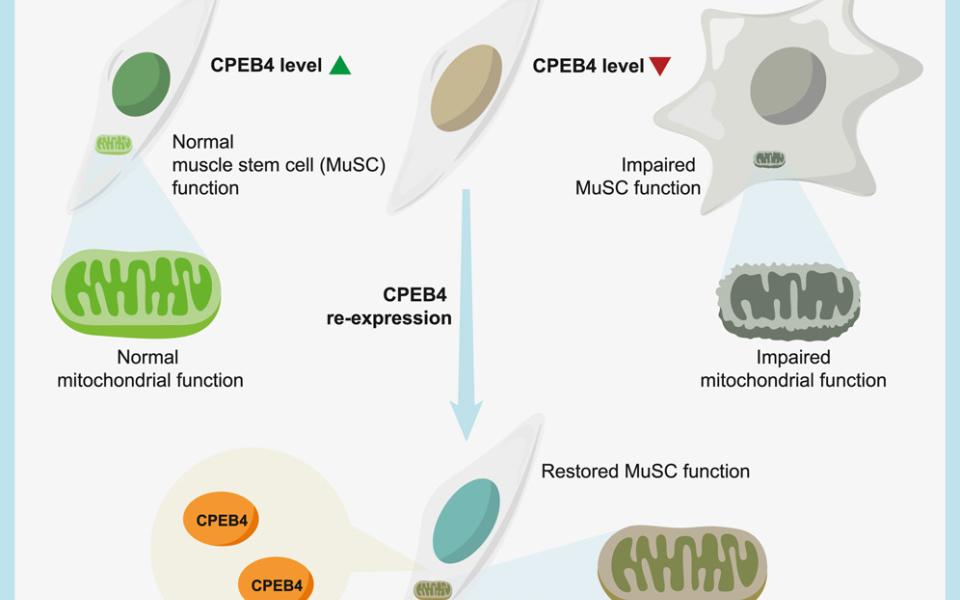 图文摘要: 恢复CPEB4可防止肌肉干细胞衰老