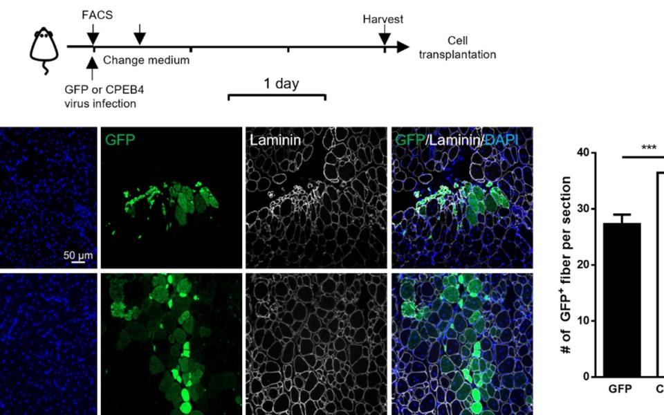 图2：肌肉干细胞中的CPEB4能促进肌肉再生。将重新表达CPEB4的老年肌肉干细胞移植到老年实验小鼠体内（上图）。绿色信号代表接受移植后老年实验小鼠中的肌纤维再生（下图）。