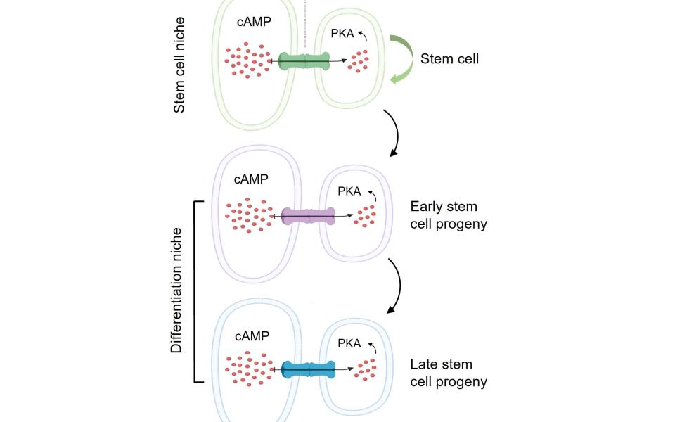 這個模型顯示幹細胞微環境如何利用其與幹細胞之間的蛋白通道「間隙連接」（Gap junction），把幹細胞微環境內的cAMP傳送到幹細胞及其子代細胞，以控制其分化為各種功能性細胞