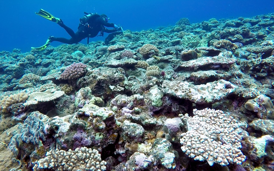 Wyatt教授在日本西表岛舟浮湾的浅水地带放置温度计，以量度珊瑚礁附近的水温。