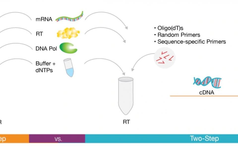 4. One-step RT-qPCR