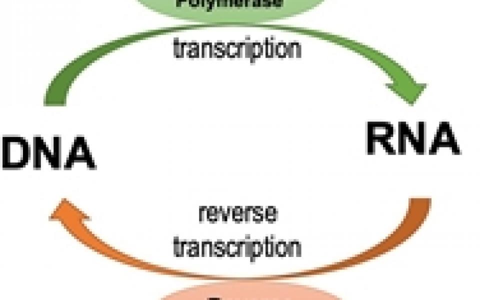 1. Reverse Transcription (RT)