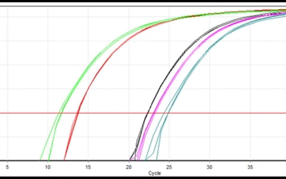 4. One-step RT-qPCR