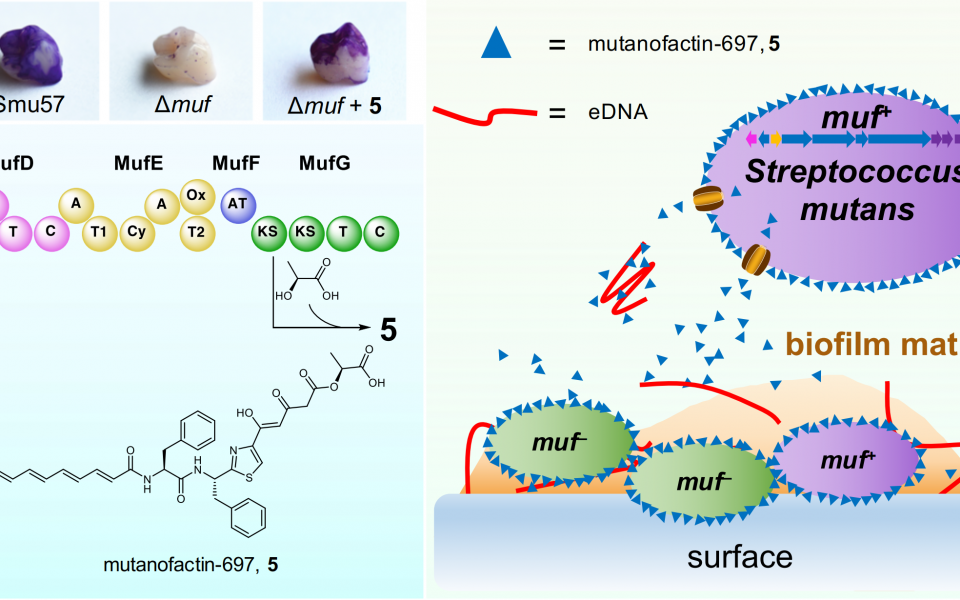 （左上图）生物合成基因簇muf或mutanofactin-697（5）对人造丙烯酸牙表面生物膜形成的影响。（左下图）mutanofactin-697（5）的拟议生物合成途径。（右图）mutanofactin-697（5）促进链球菌生物膜形成的拟议机制：5 在链球菌内经生物合成并被分泌出来后，与自身和邻近的链球菌结合，在细菌细胞周围形成表面层。疏水层增加细菌细胞表面的疏水性，促进细菌的初始粘附及随后的生物膜形成和成熟。此外，5 还直接结合eDNA，并促进eDNA介导的细胞聚集和生物膜形成。